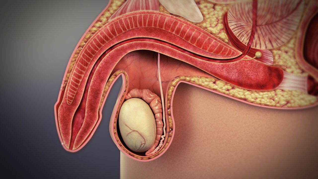 How the PeniMaster Works - Urology Health Store Canada How the PeniMaster Works - Urology Health Store Canada