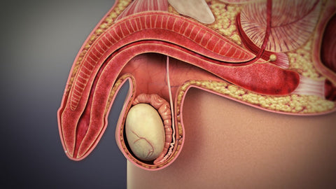 Comment fonctionne le PeniMaster : une approche physiologique de l’amélioration masculine