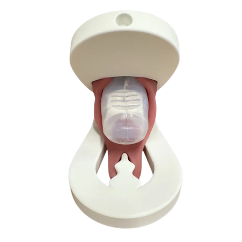 Lily Pelvic Floor Levator Ani Pelvic Model