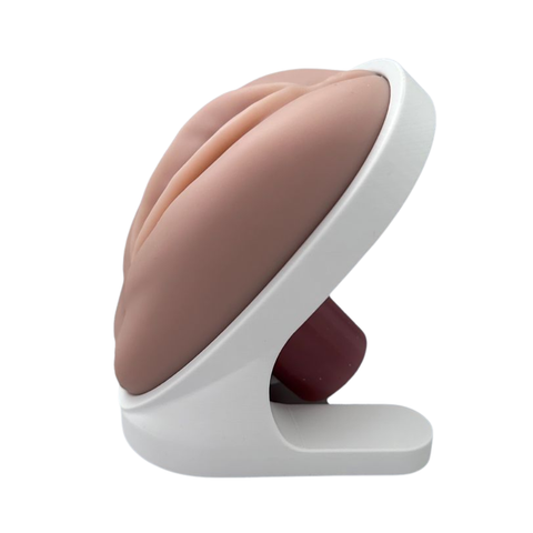 Venus™ Pelvic Health Educational Model