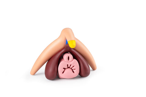 Clitoris Plus Female Anatomical Model