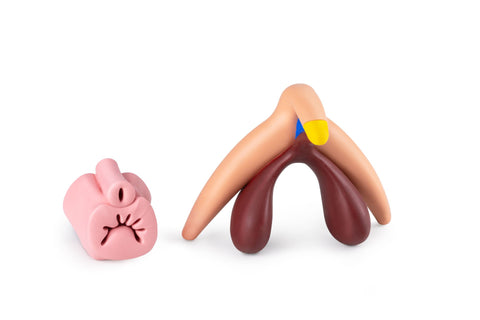 Clitoris Plus Female Anatomical Model